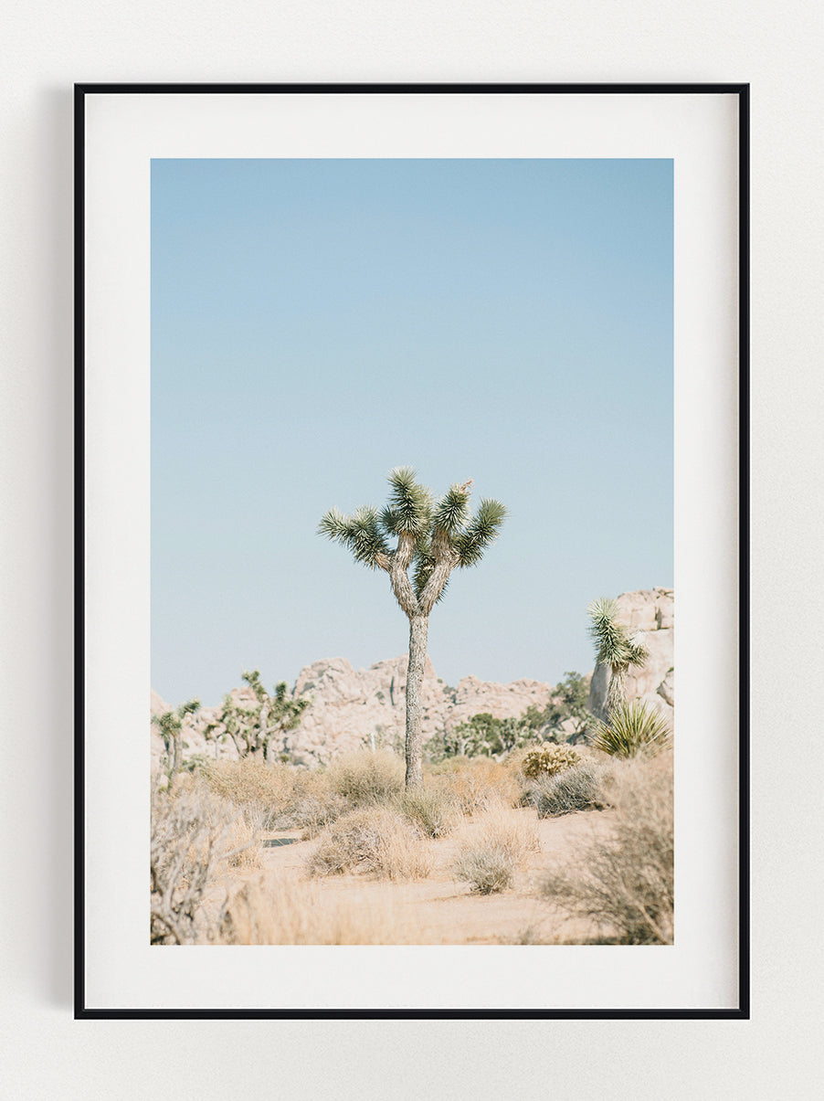 Cactus Poster
