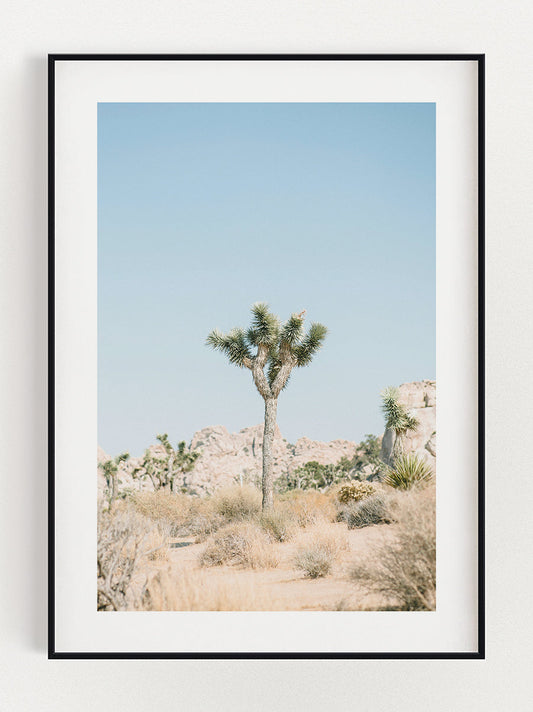 Cactus Poster
